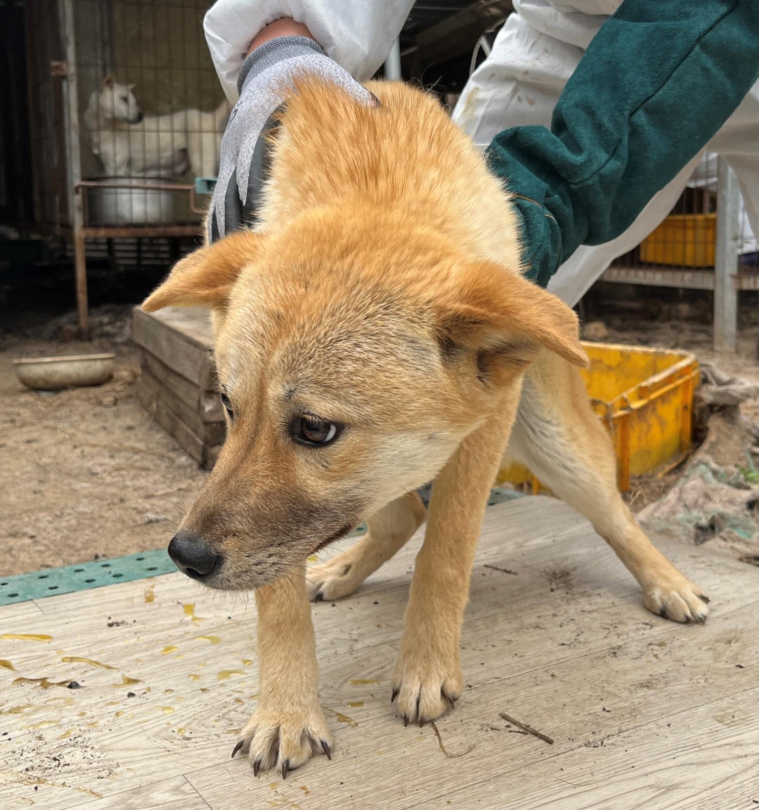 진도개메디컬센터_446500202300160