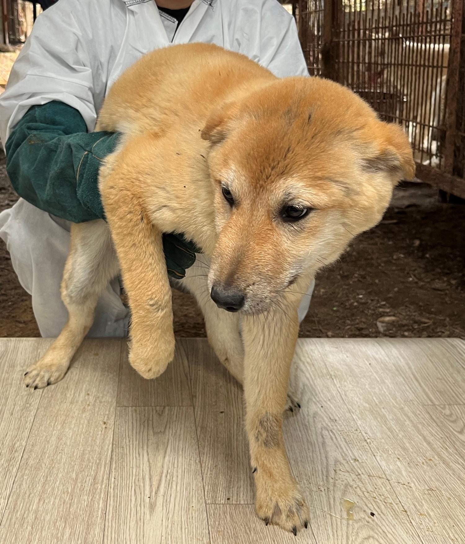 진도개메디컬센터_446500202300151