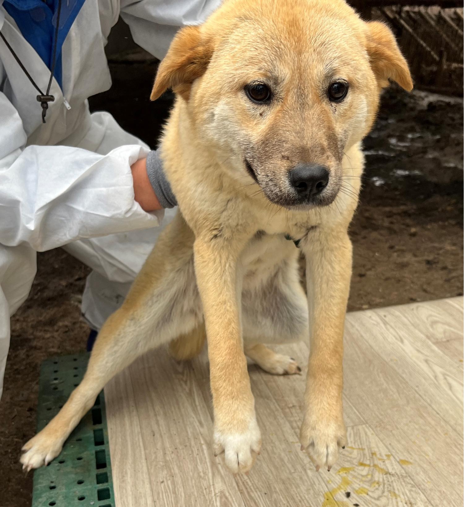 진도개메디컬센터_446500202300157
