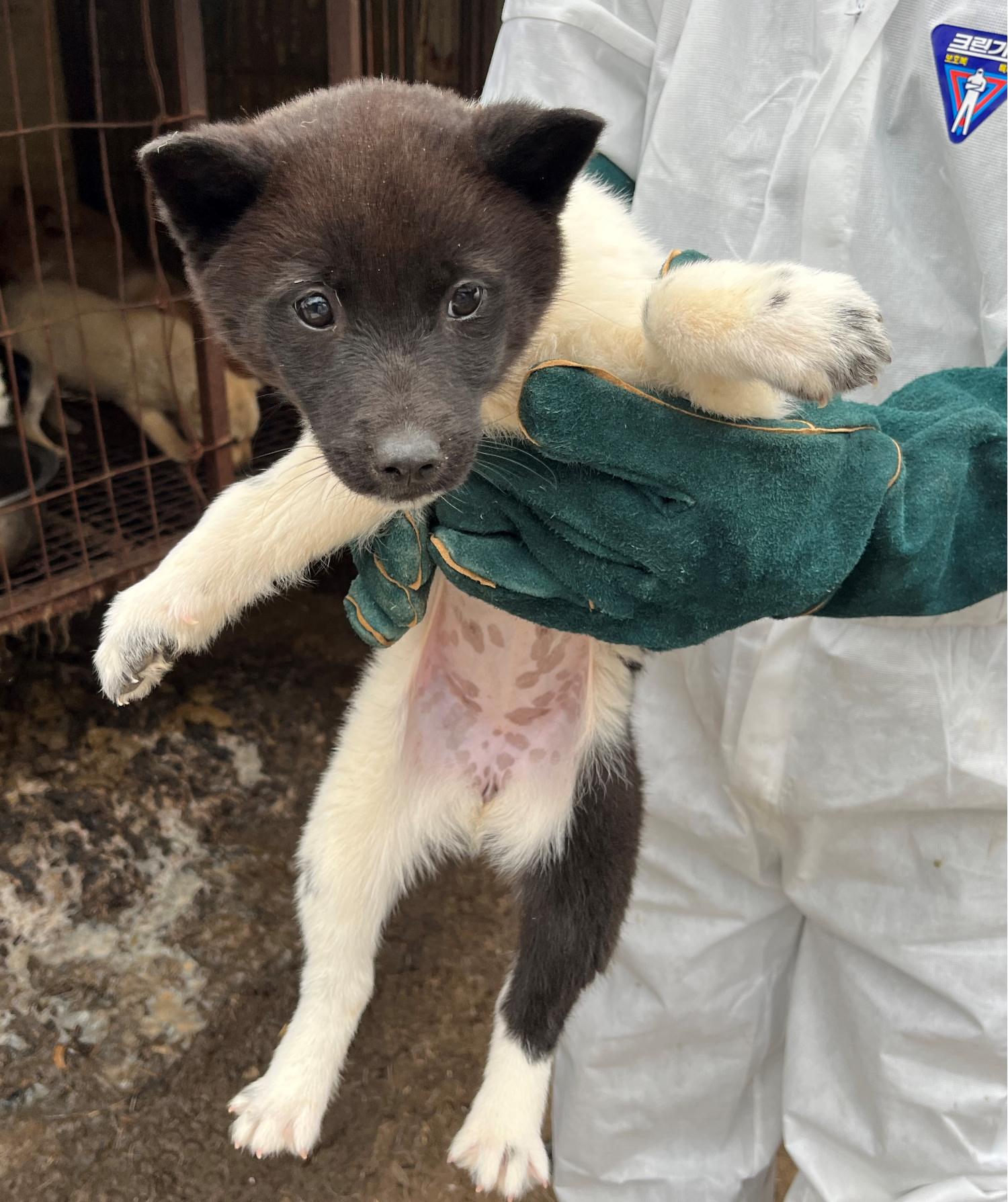 진도개메디컬센터_446500202300165
