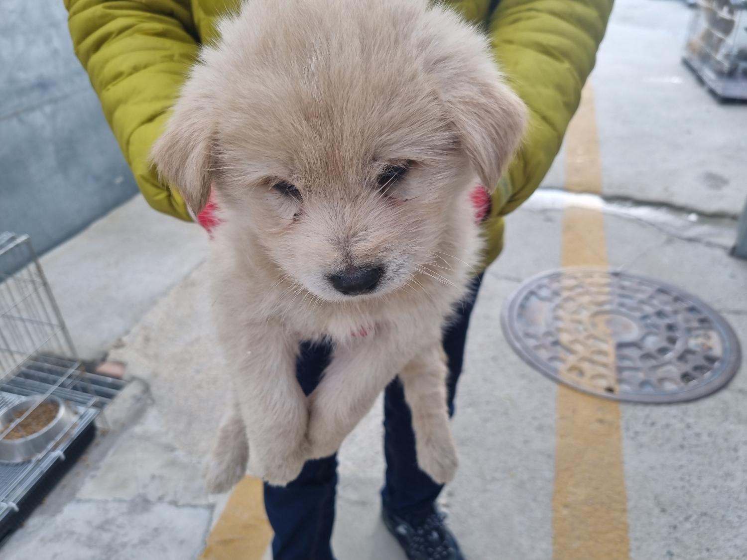 양산시 동물보호센터_448538202300136