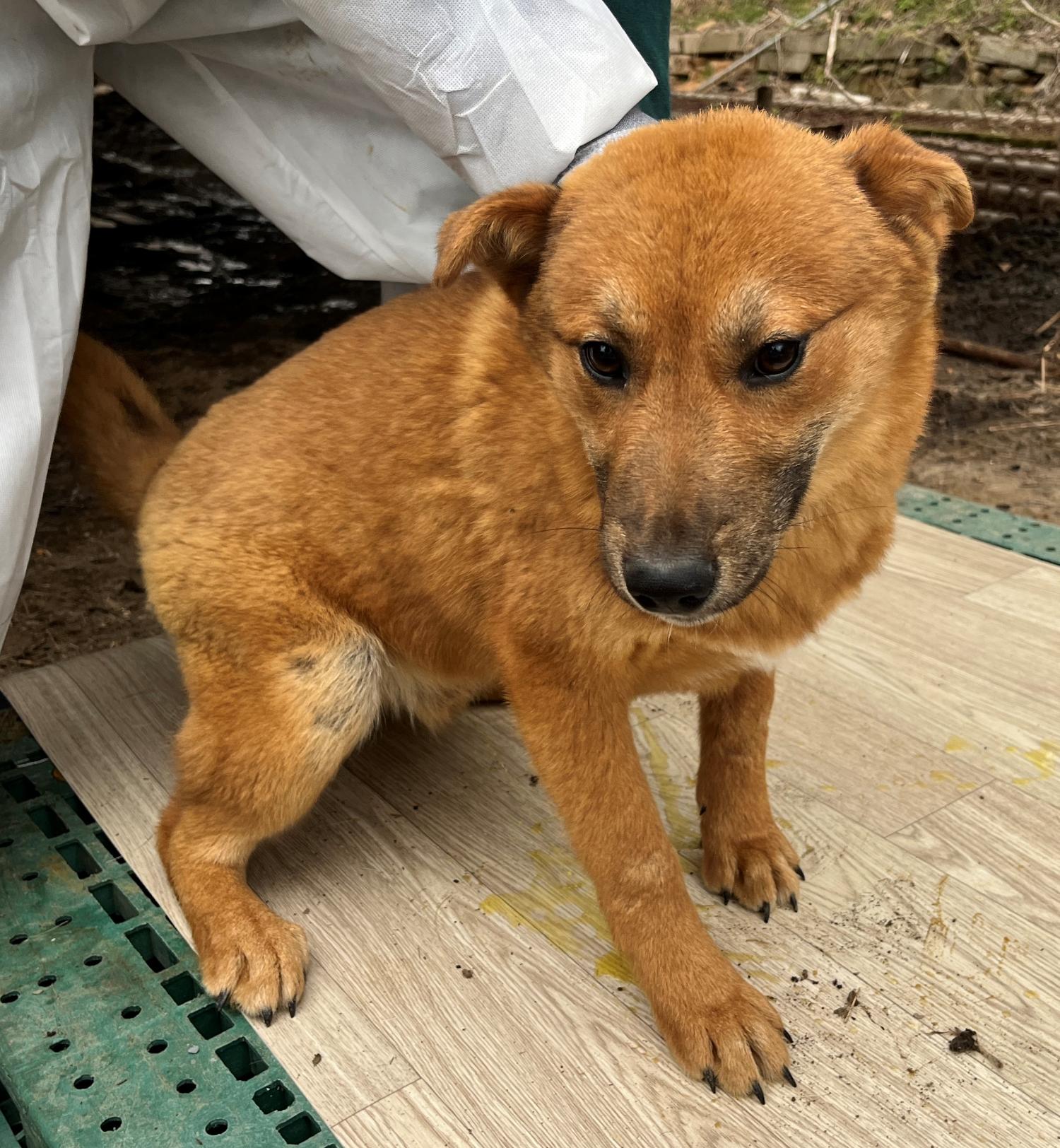 진도개메디컬센터_446500202300158