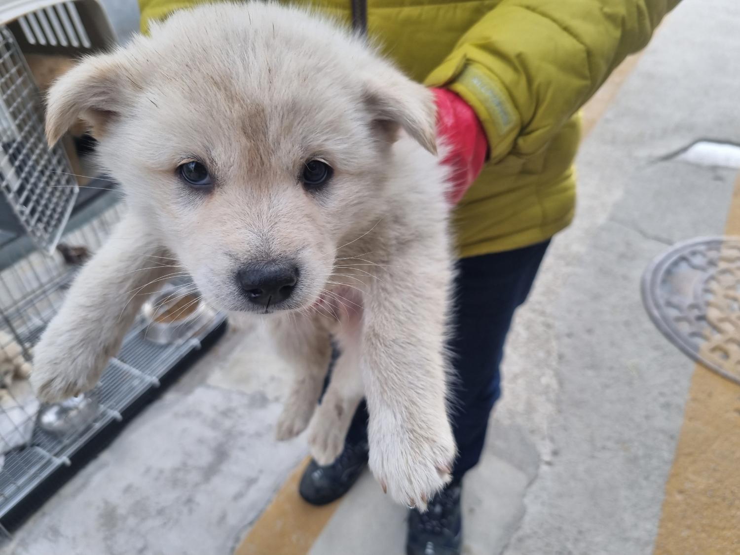 양산시 동물보호센터_448538202300134