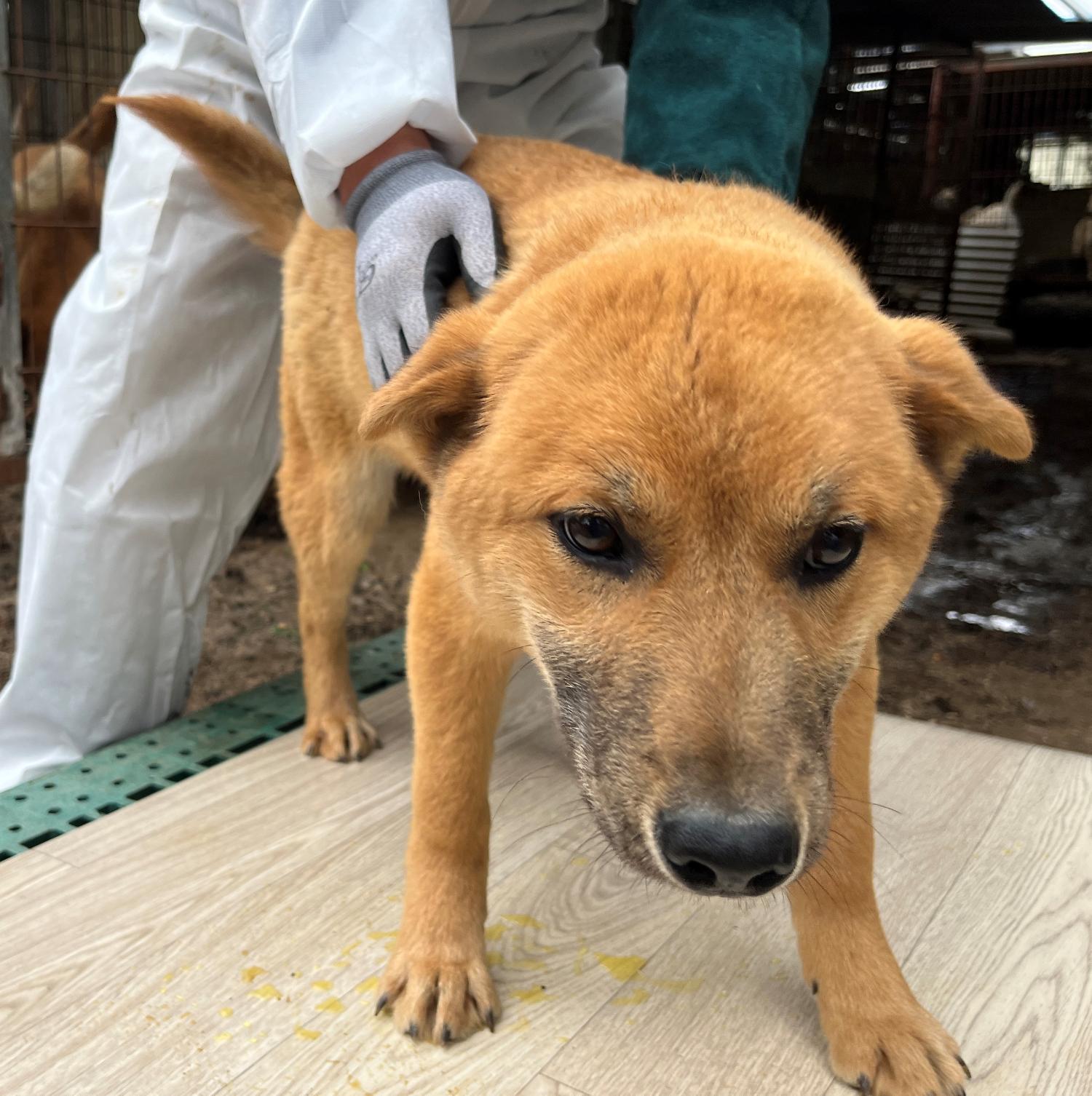 진도개메디컬센터_446500202300156