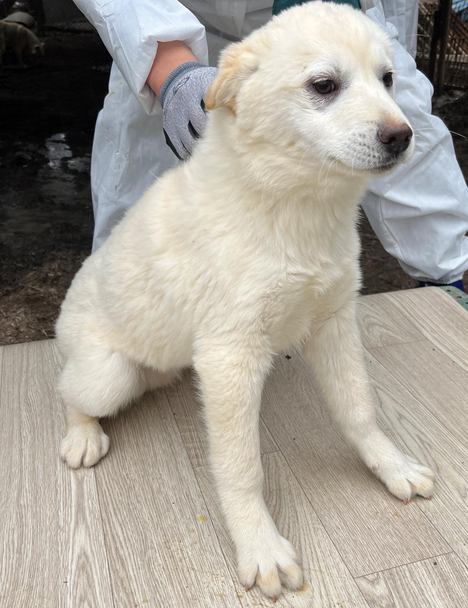 진도개메디컬센터_446500202300152