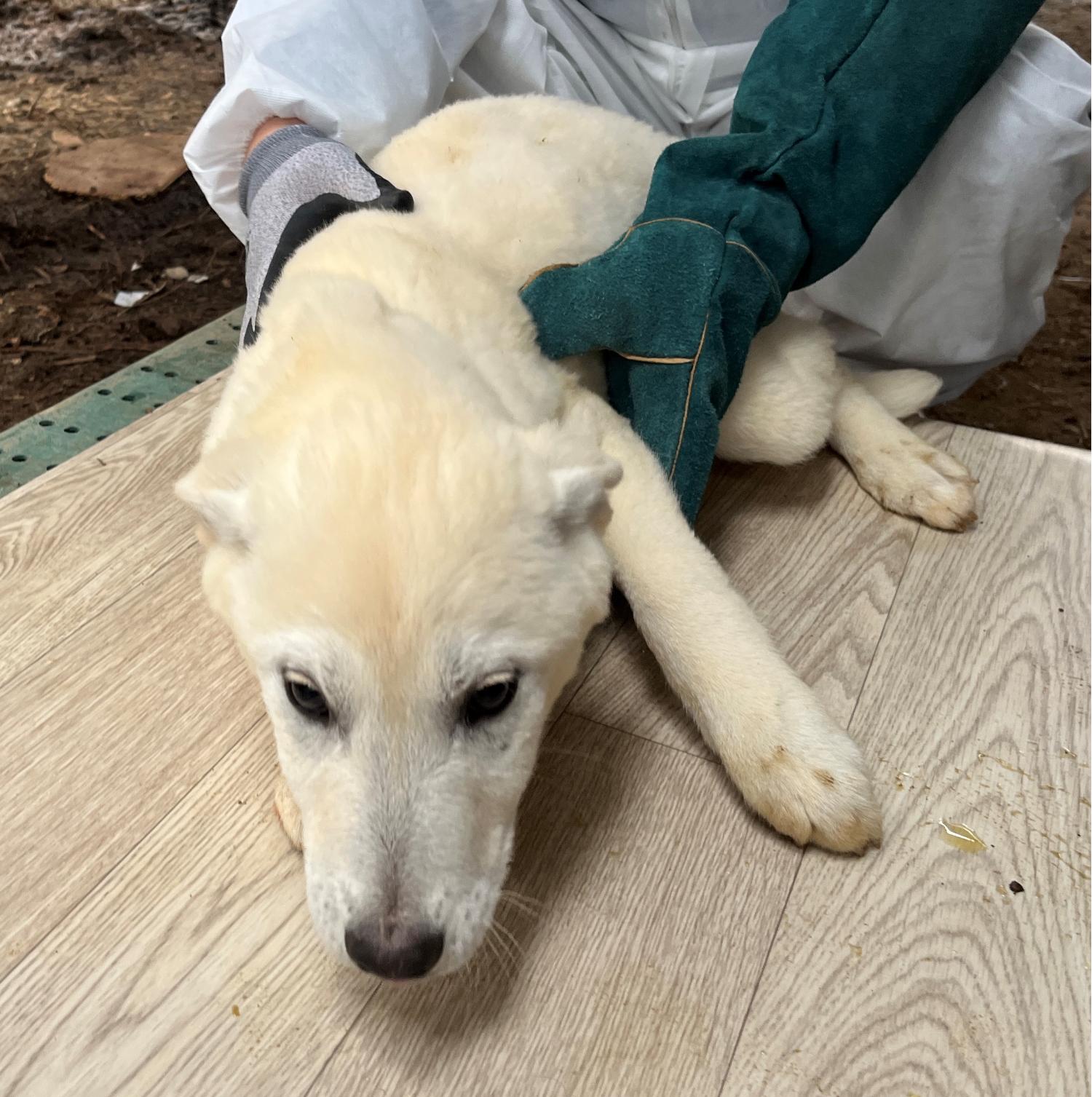 진도개메디컬센터_446500202300149