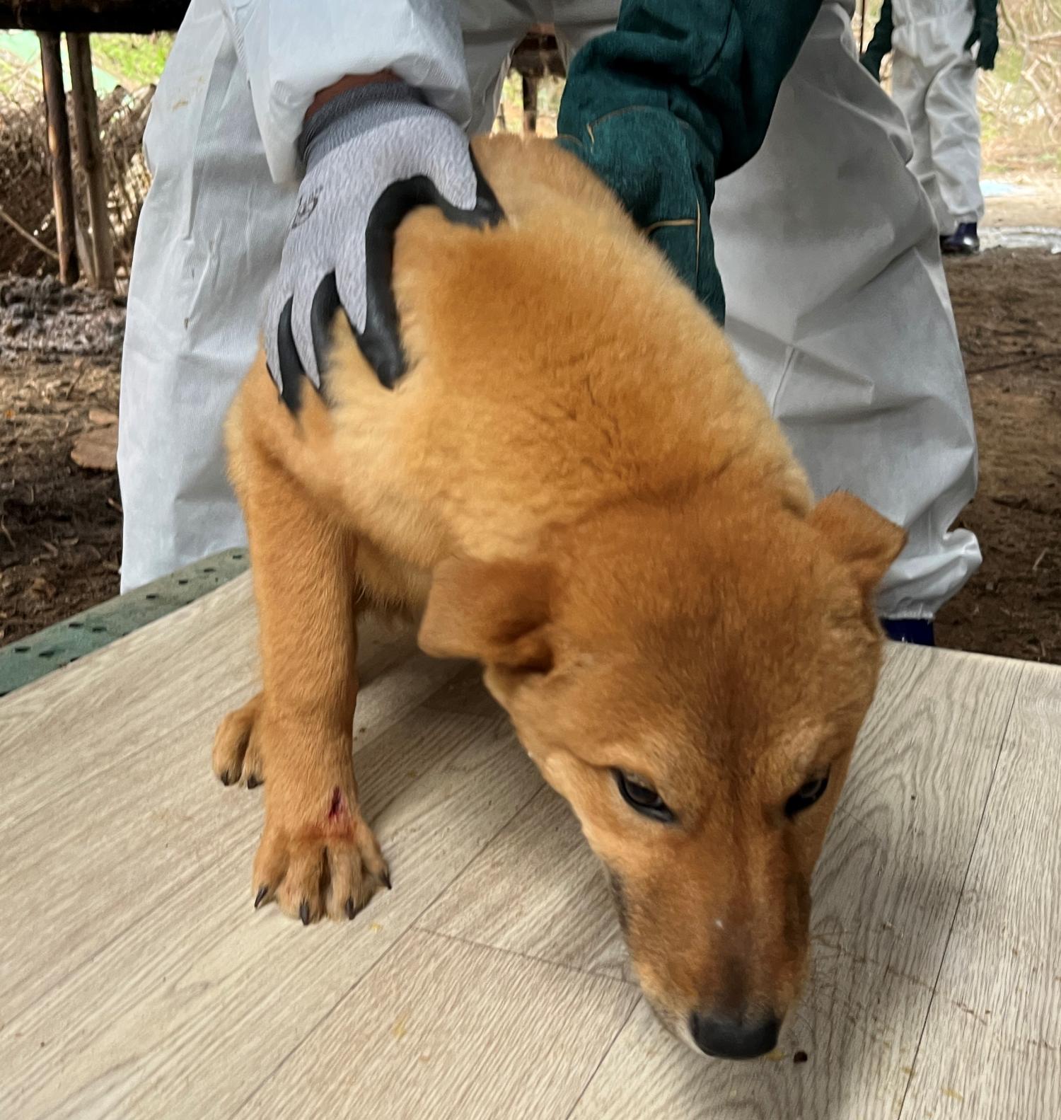 진도개메디컬센터_446500202300146