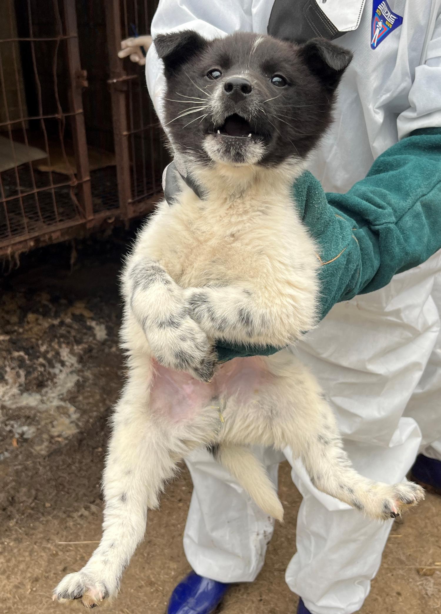 진도개메디컬센터_446500202300170