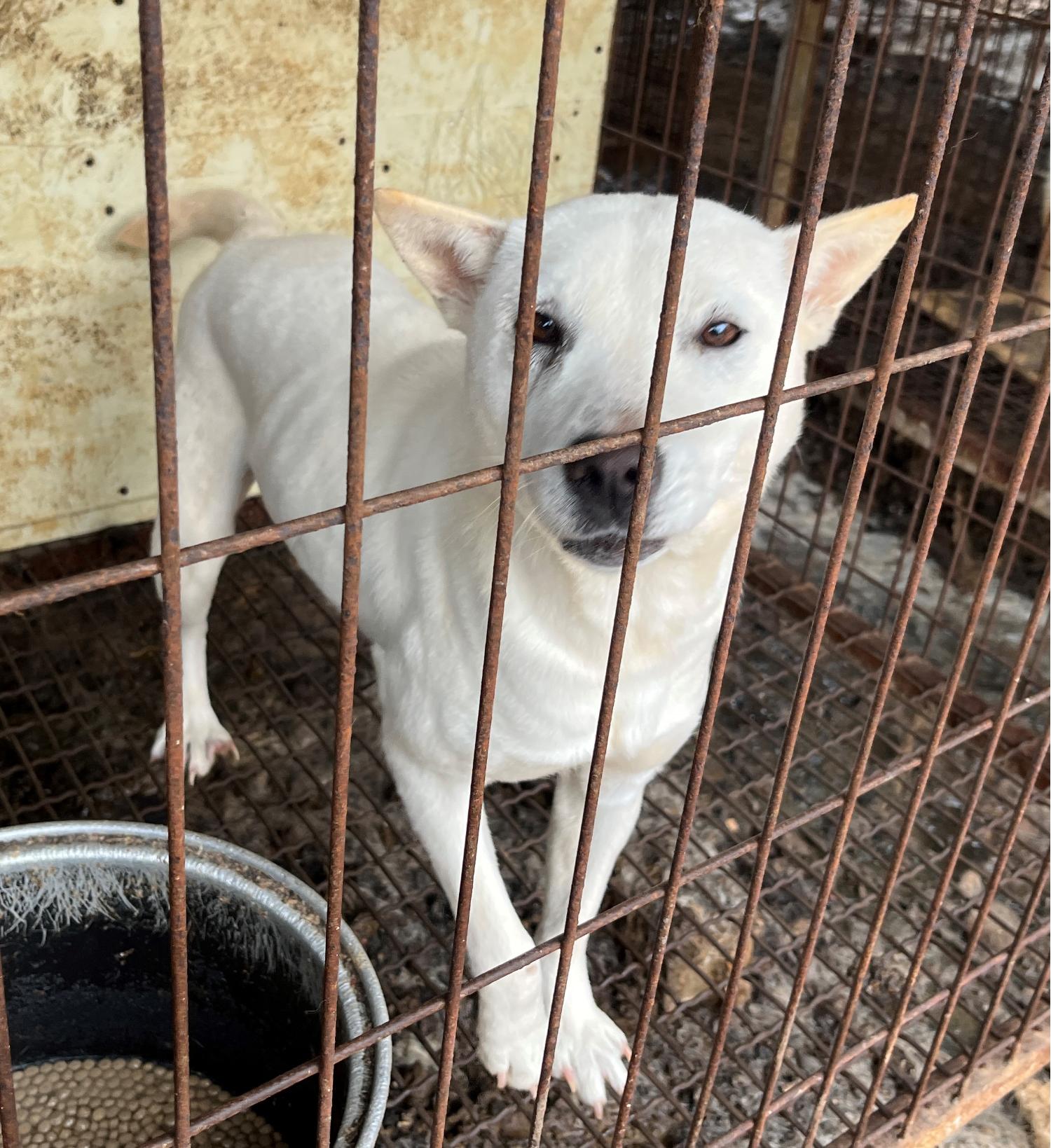 진도개메디컬센터_446500202300163