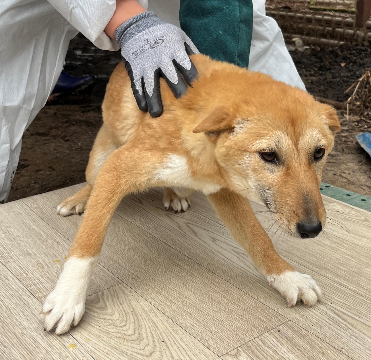 진도개메디컬센터_446500202300154