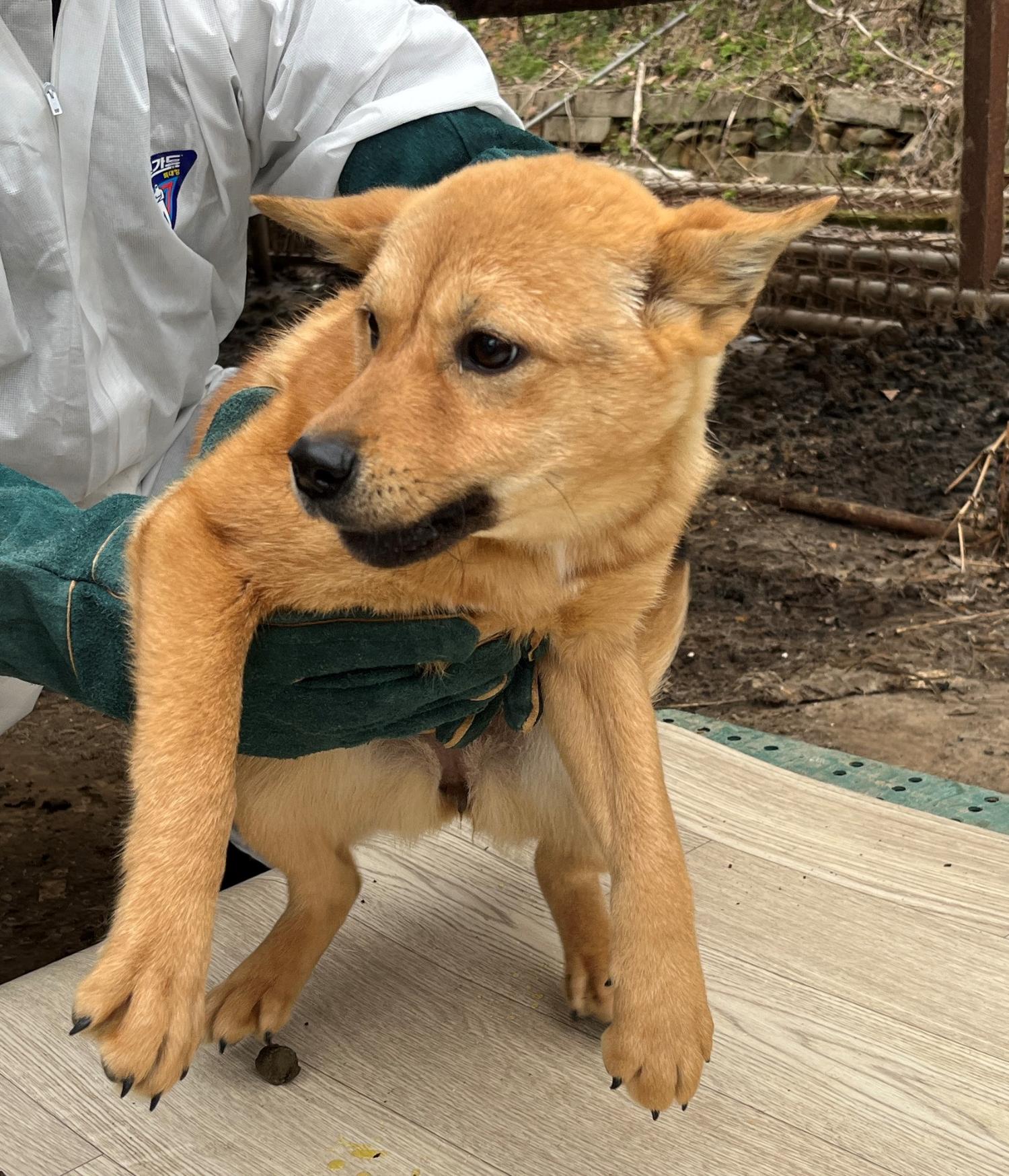 진도개메디컬센터_446500202300155