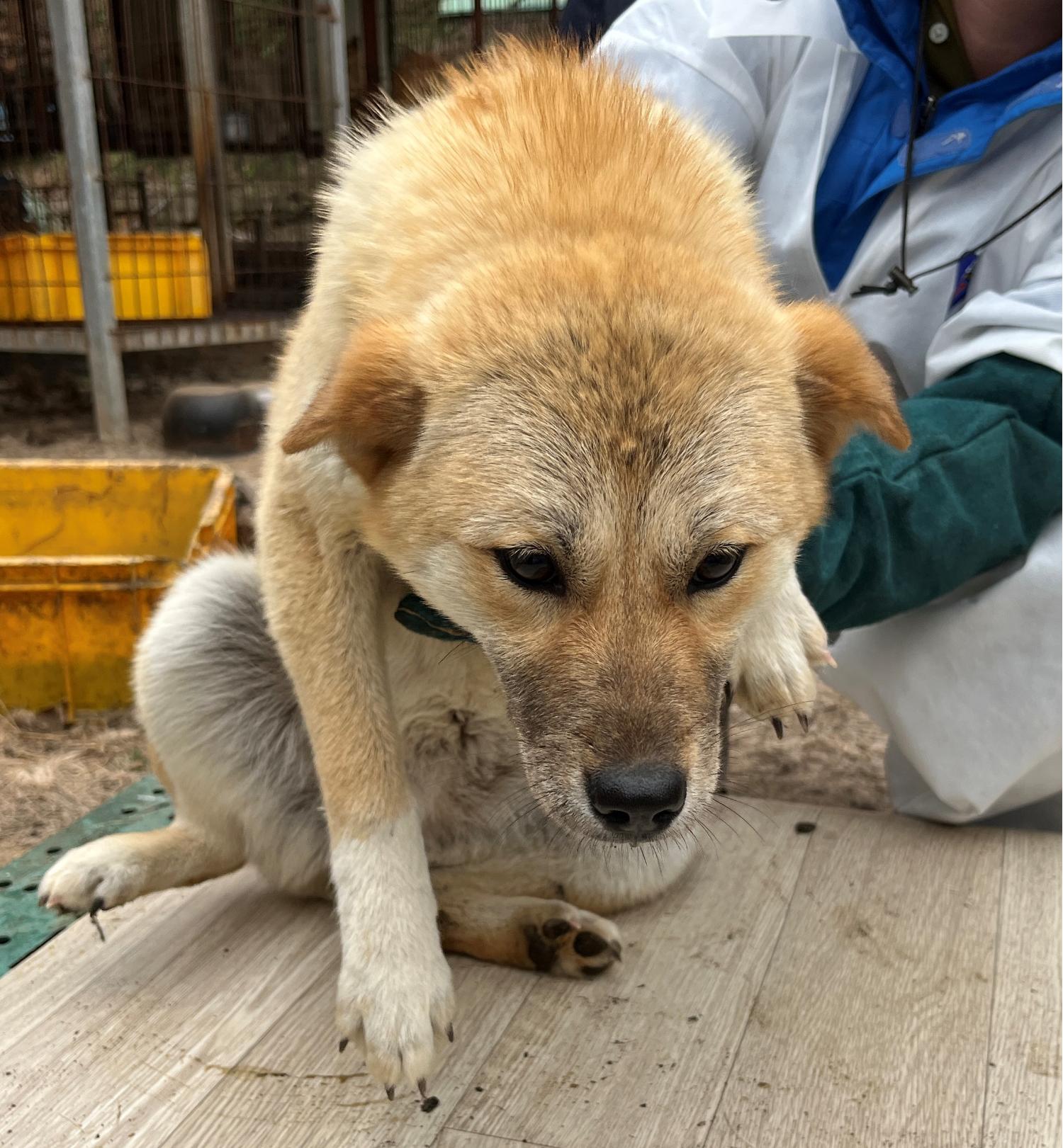 진도개메디컬센터_446500202300161