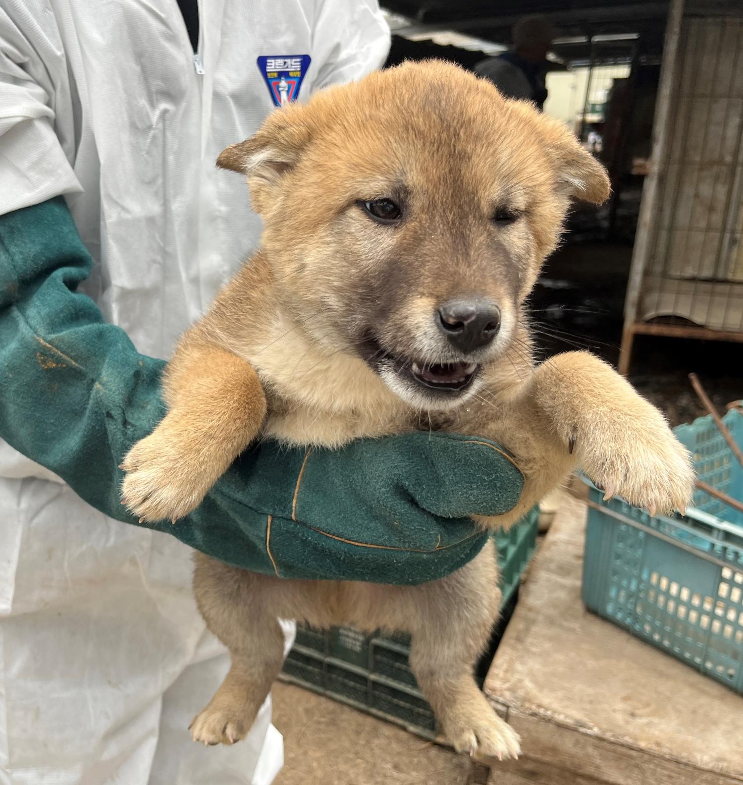진도개메디컬센터_446500202300171