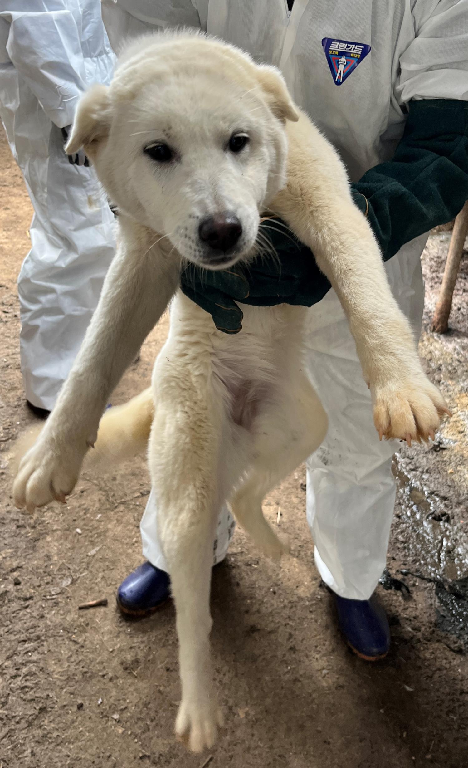 진도개메디컬센터_446500202300188