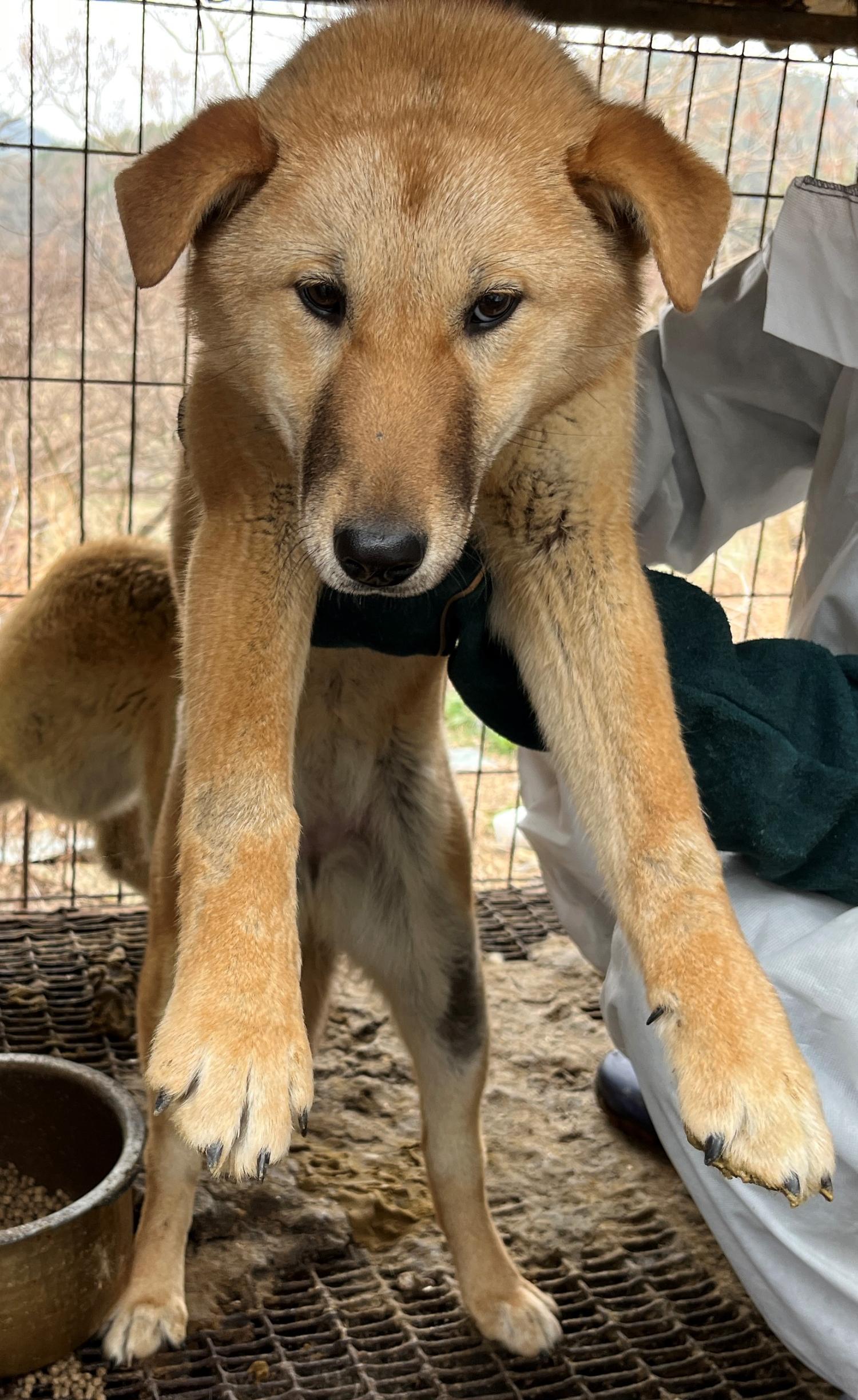 진도개메디컬센터_446500202300199