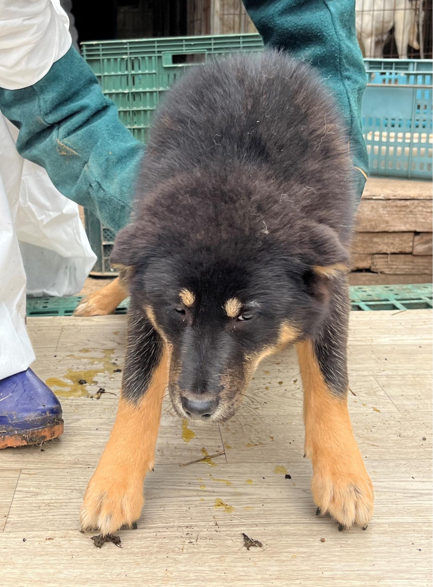 진도개메디컬센터_446500202300175