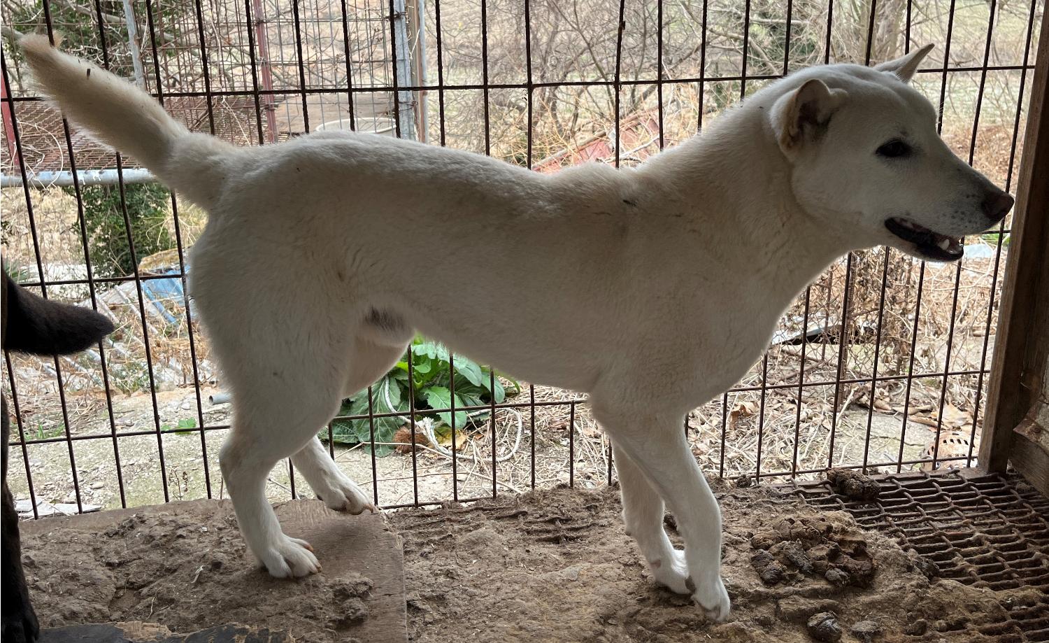 진도개메디컬센터_446500202300196