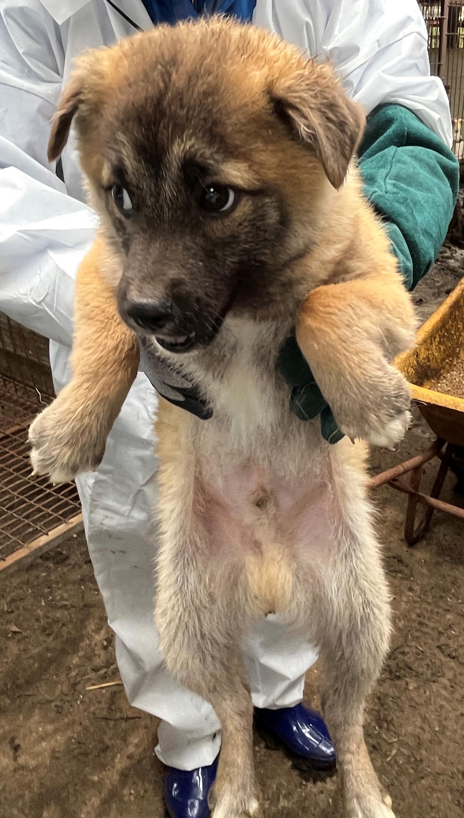진도개메디컬센터_446500202300185