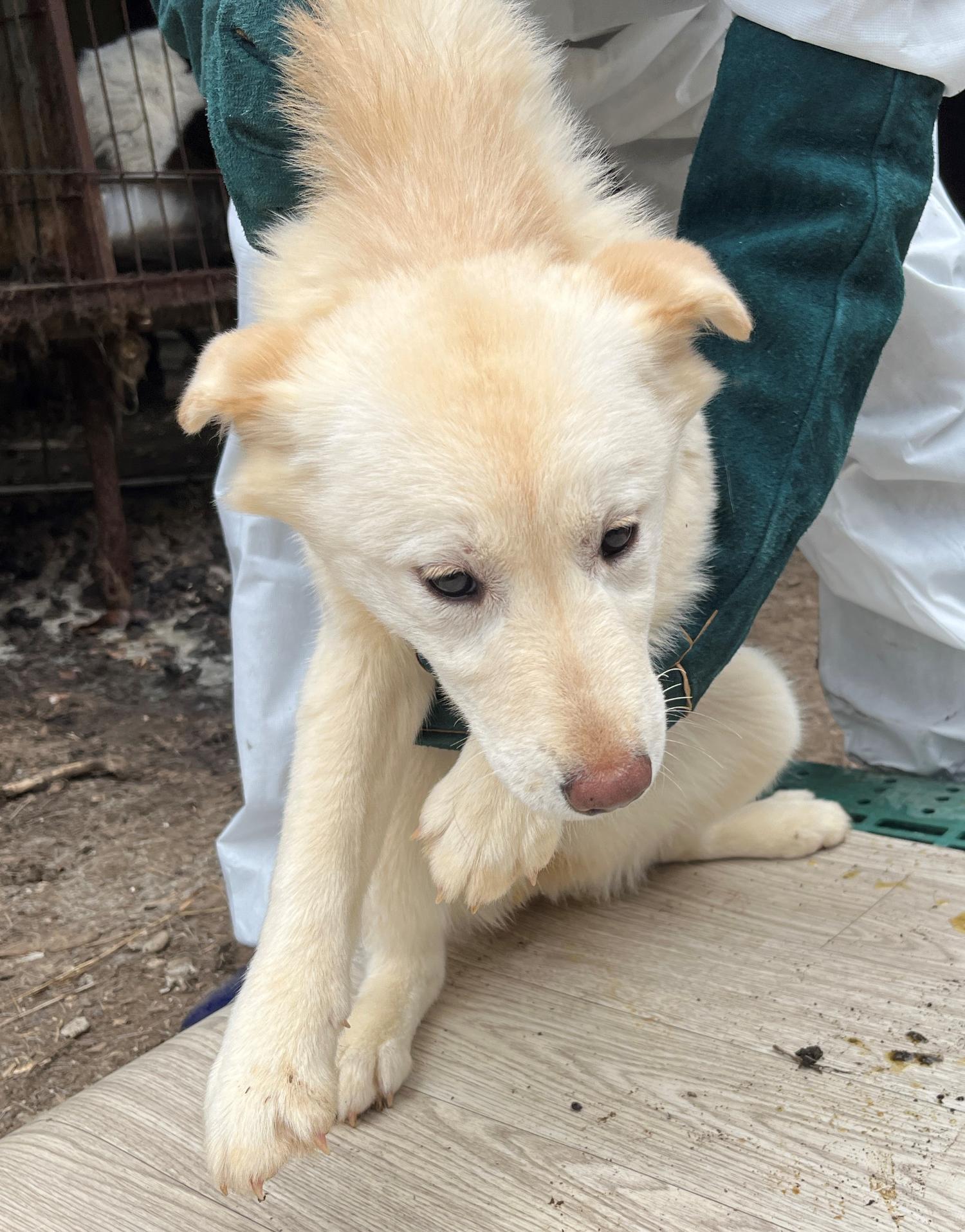 진도개메디컬센터_446500202300172