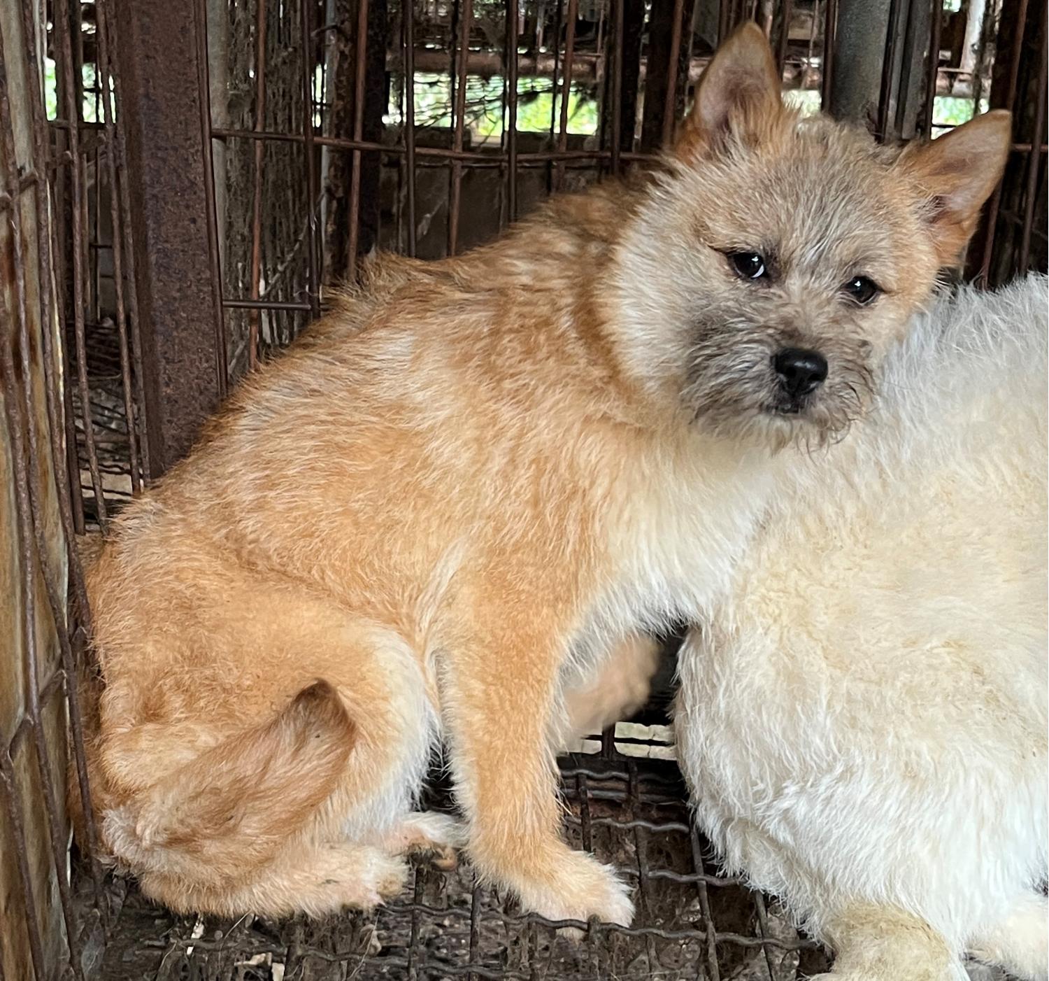 진도개메디컬센터_446500202300187