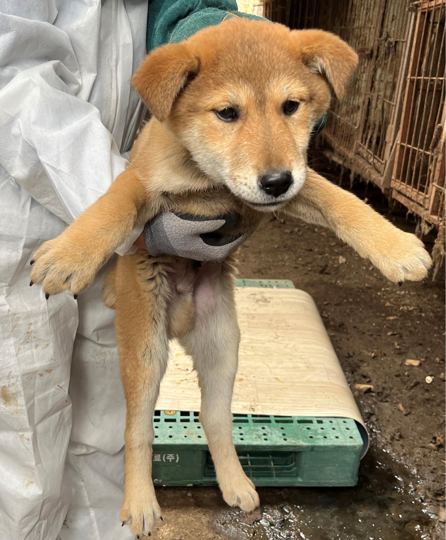 진도개메디컬센터_446500202300180