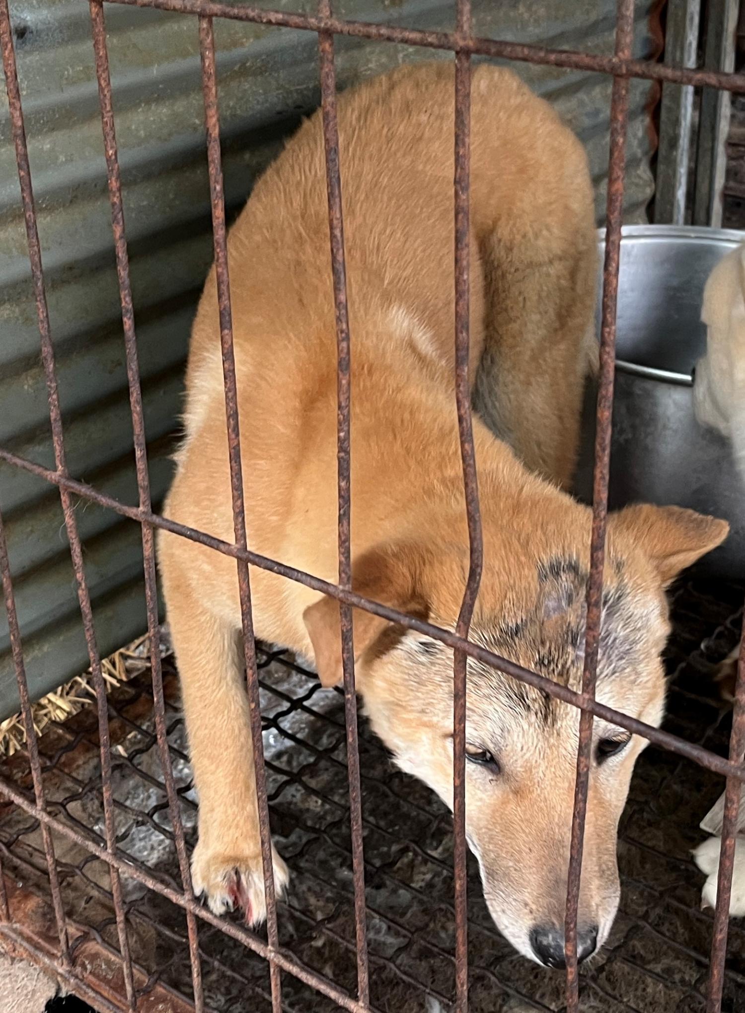 진도개메디컬센터_446500202300190