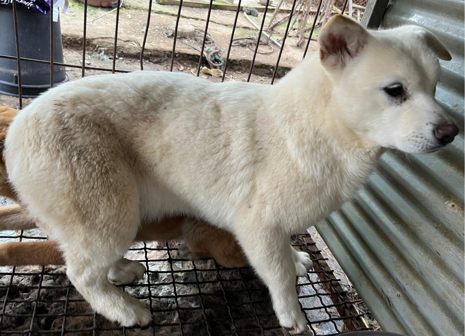 진도개메디컬센터_446500202300191