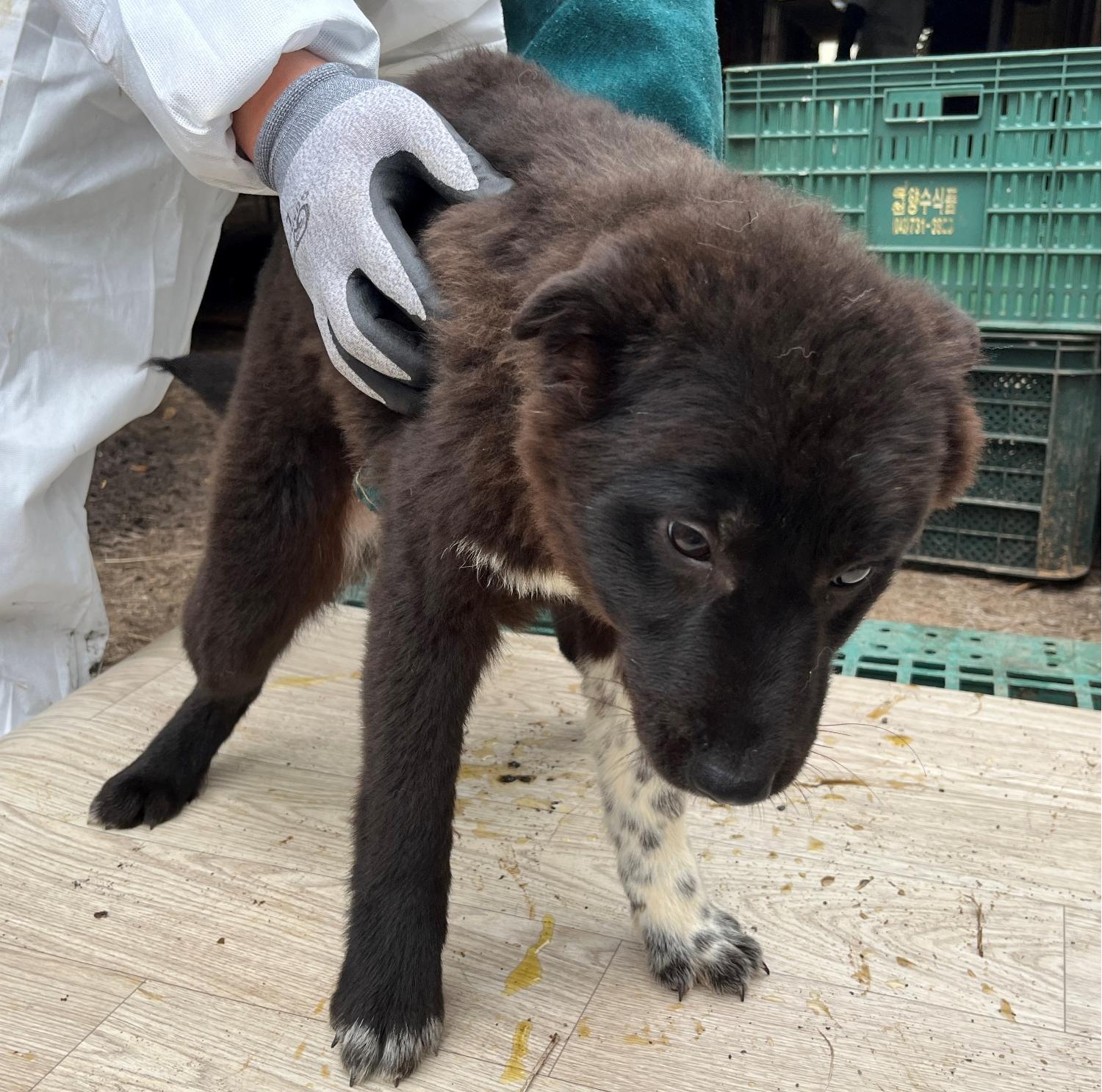 진도개메디컬센터_446500202300174