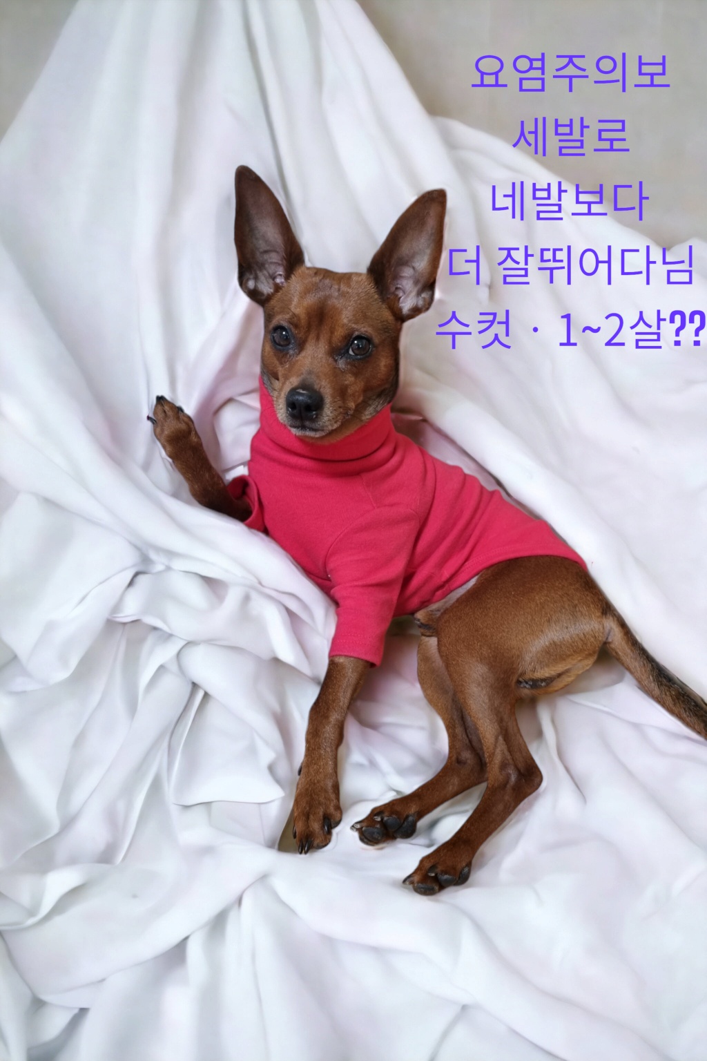 [개] 미니어쳐 핀셔 경북-성주-2023-00105 유기동물 배경 이미지 입니다.