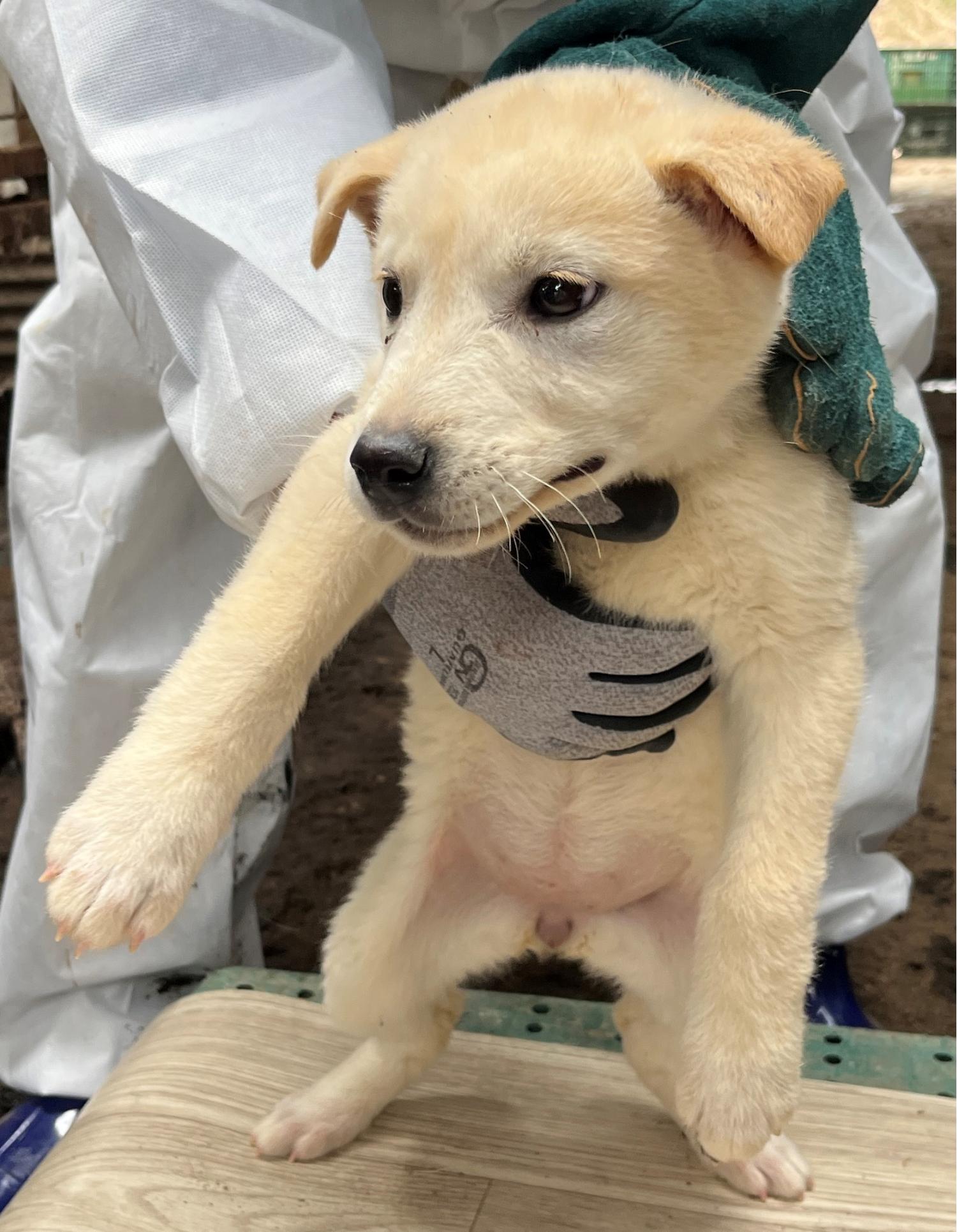 진도개메디컬센터_446500202300179