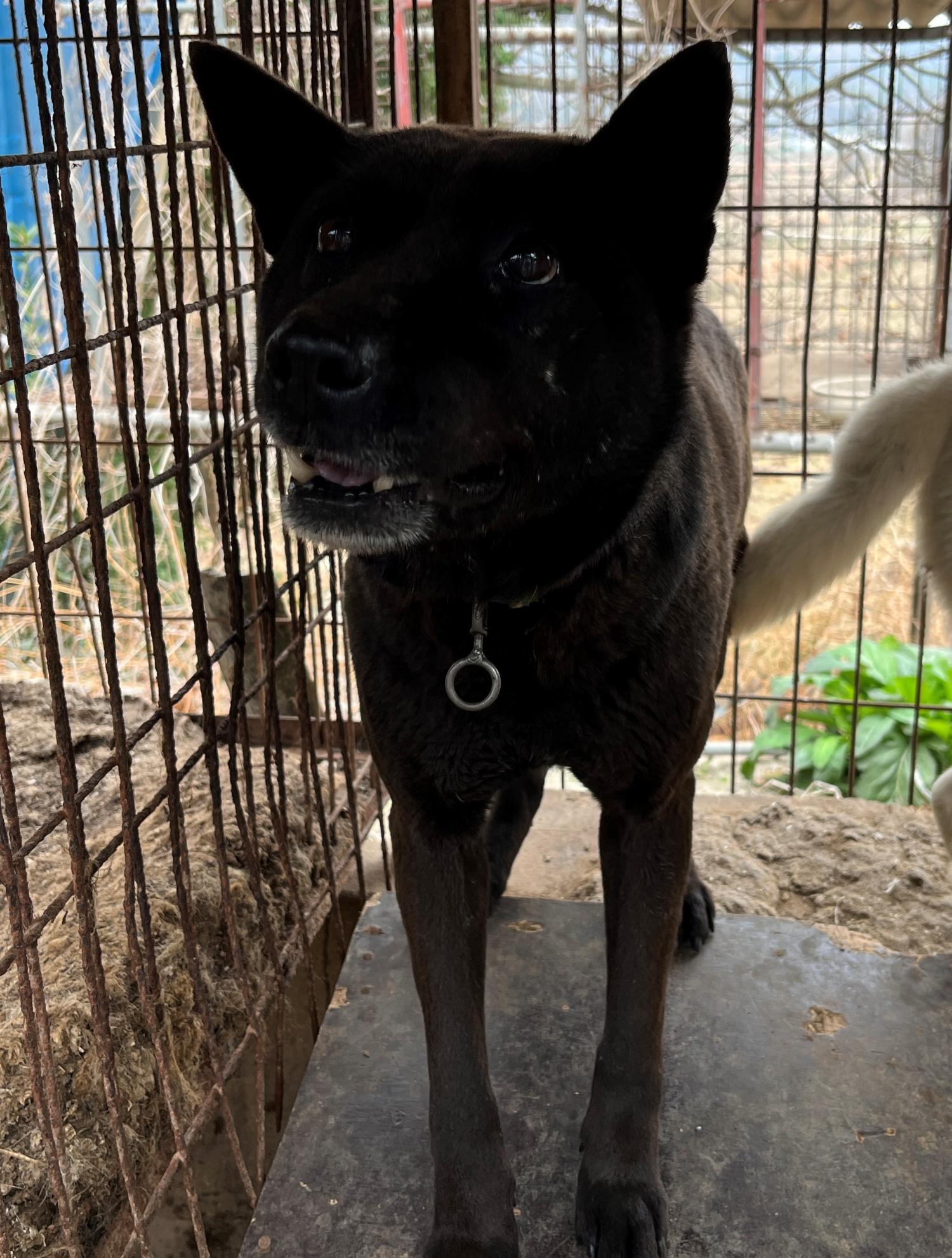 진도개메디컬센터_446500202300195