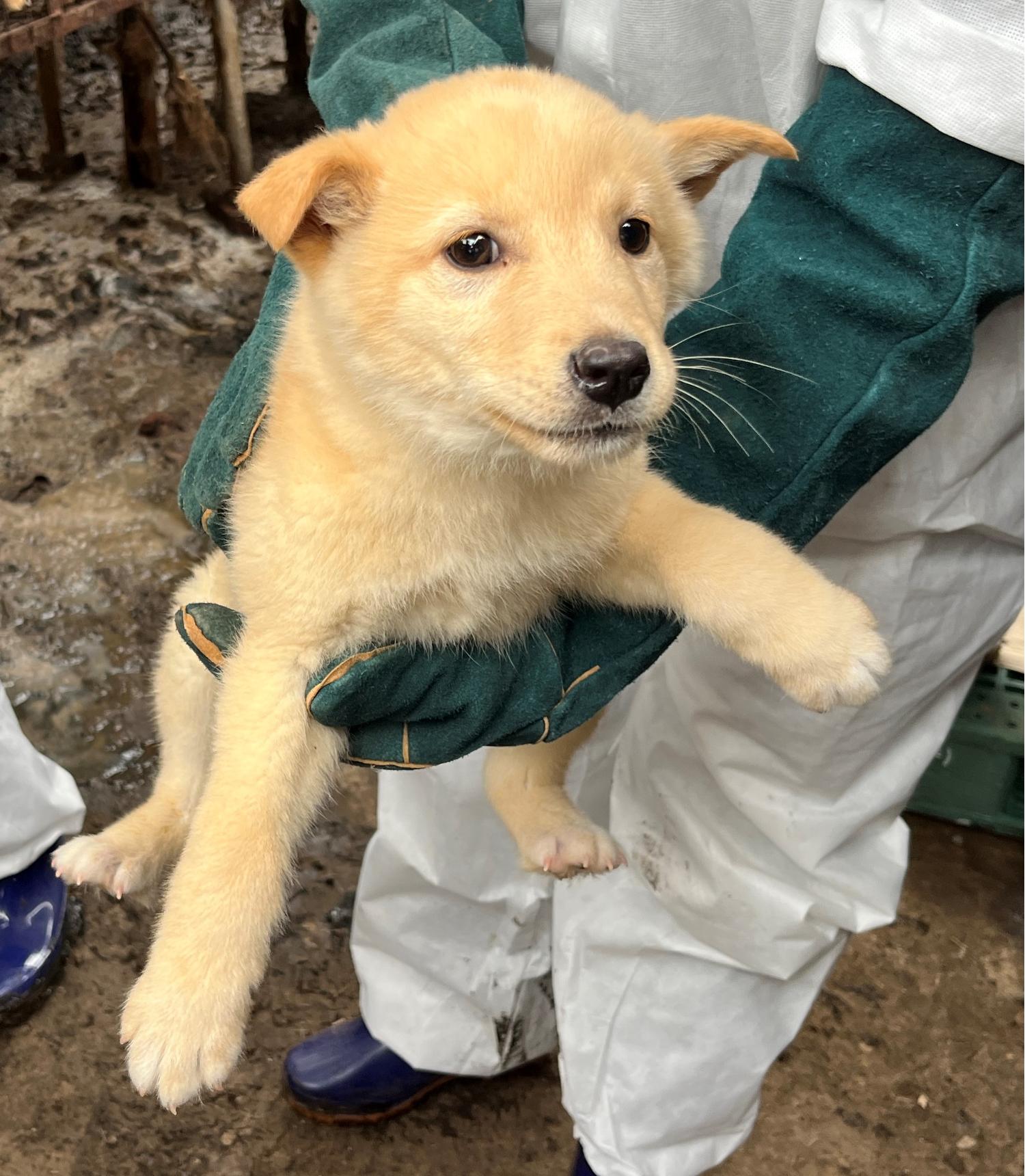 진도개메디컬센터_446500202300181