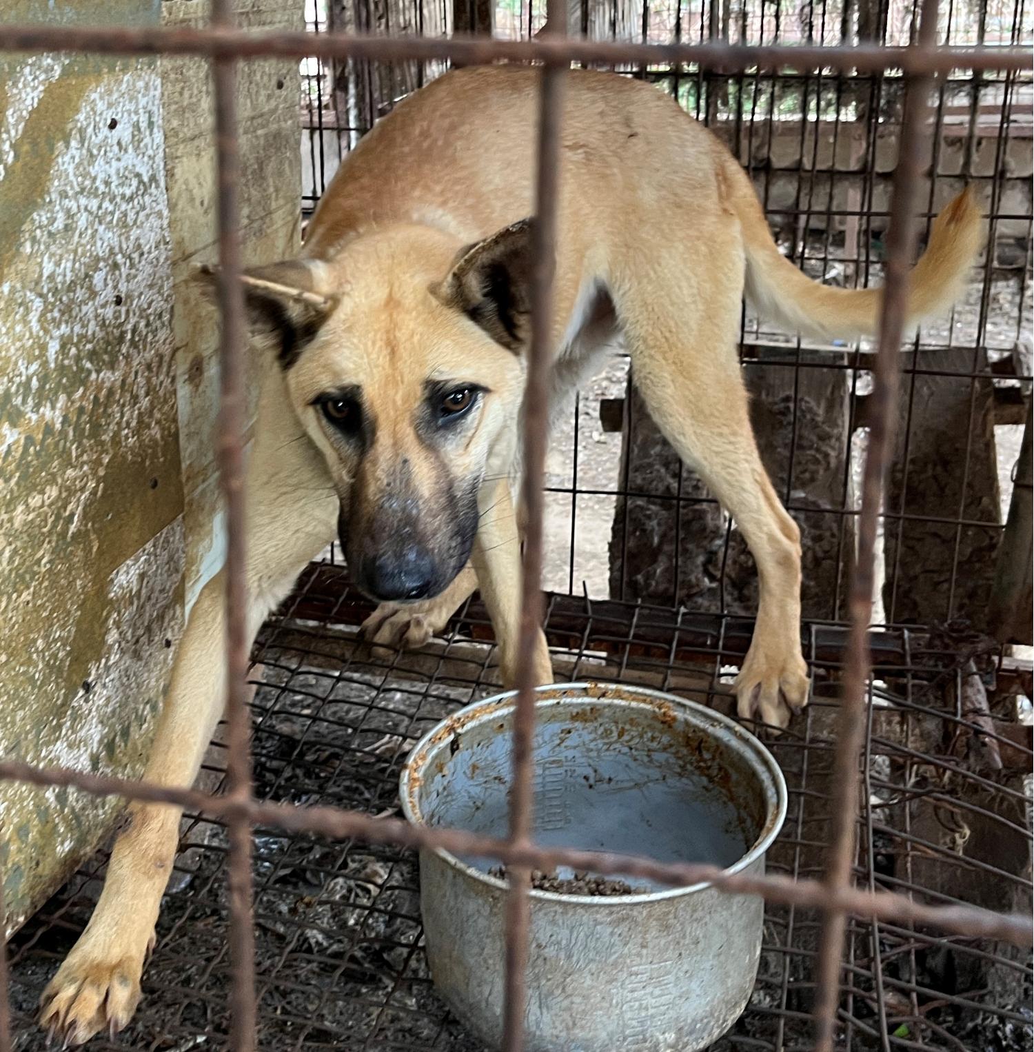 진도개메디컬센터_446500202300194