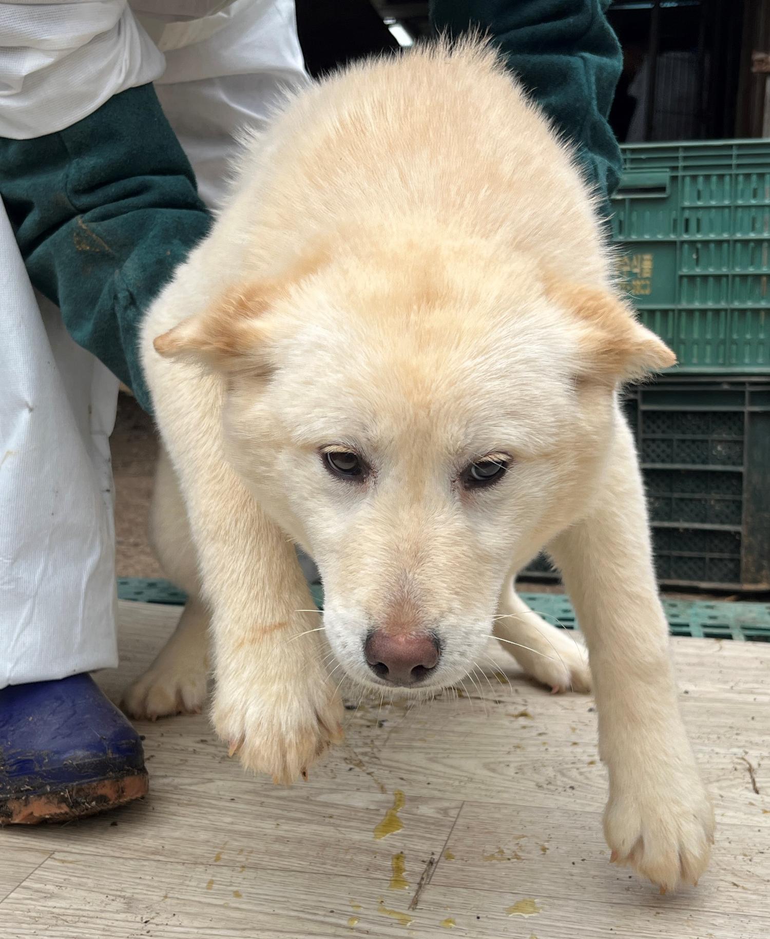 진도개메디컬센터_446500202300173