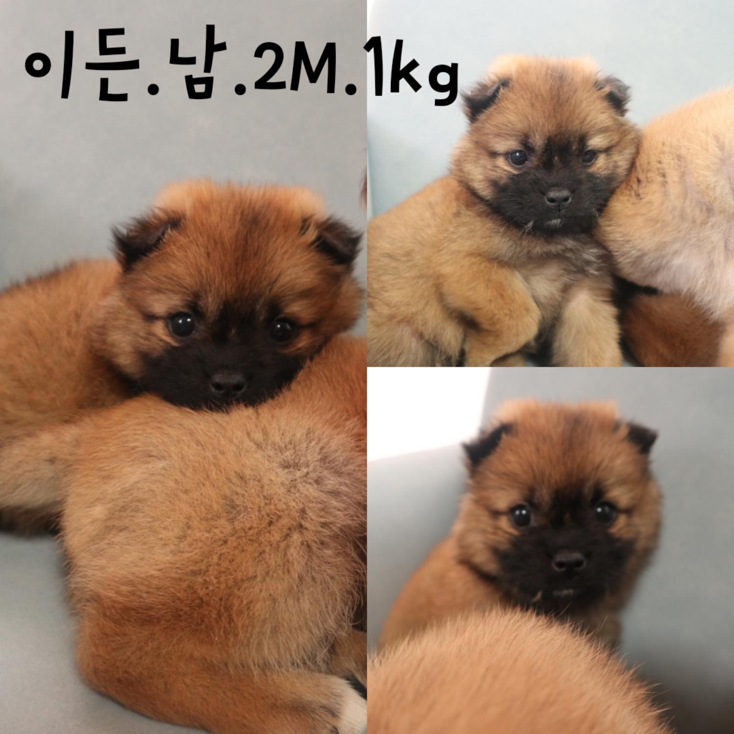 보호중 믹스견의 가…
