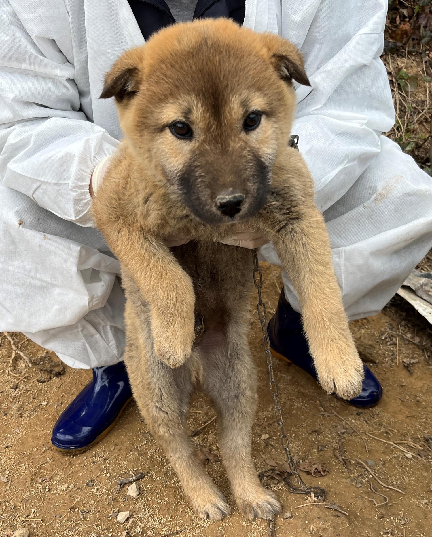 진도개메디컬센터_446500202300200