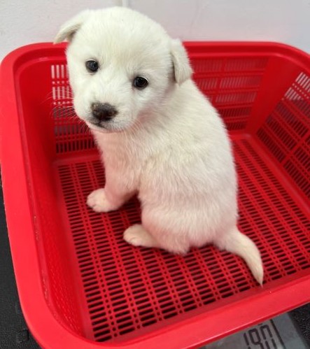 담양군 동물보호센터_446485202300206