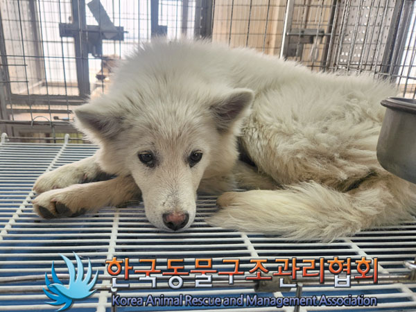 한국동물구조관리협회_441560202300286