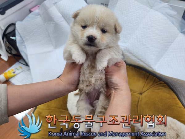 종료(입양) 믹스견…