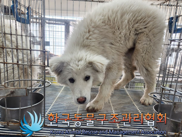 한국동물구조관리협회_441560202300287