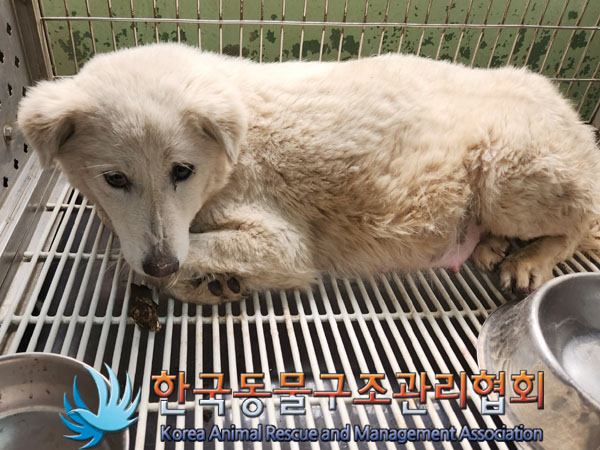 한국동물구조관리협회_441409202300326