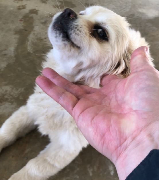 양양군유기동물보호소_442435202300028