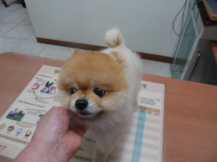 강현림동물병원_411320202300211
