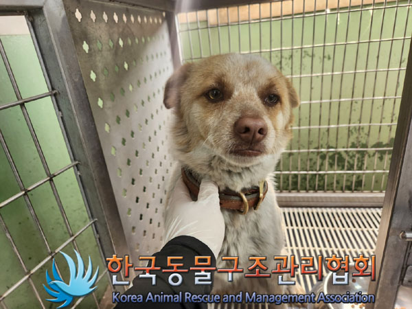 종료(반환) 믹스견…