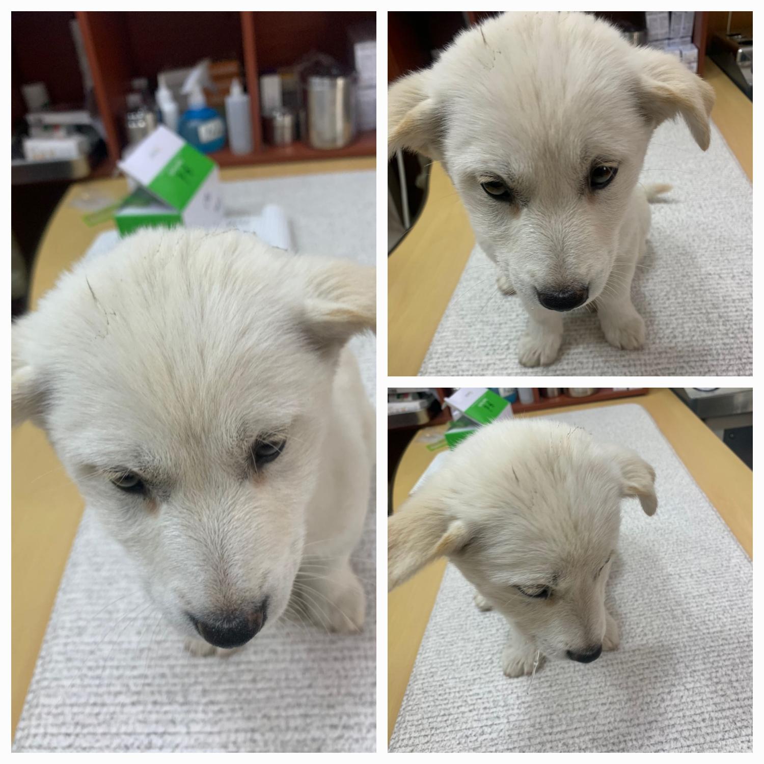 유기동물보호소_446481202300158