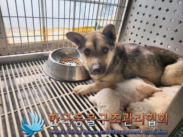 종료(입양) 믹스견…