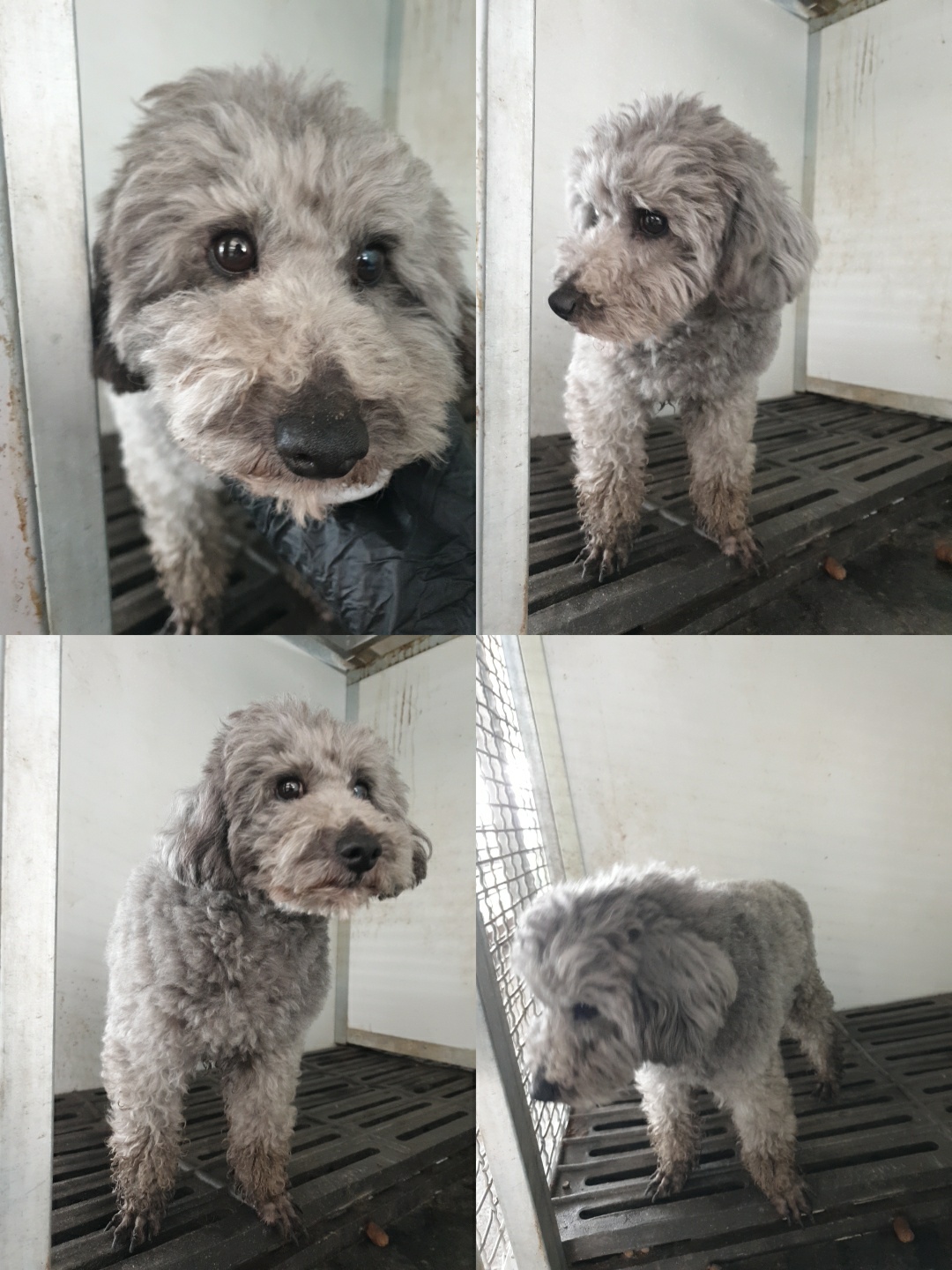 남양동물보호센터_441553202300694
