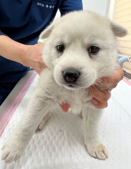 담양군 동물보호센터_446485202300207
