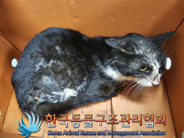 한국동물구조관리협회_441409202300328