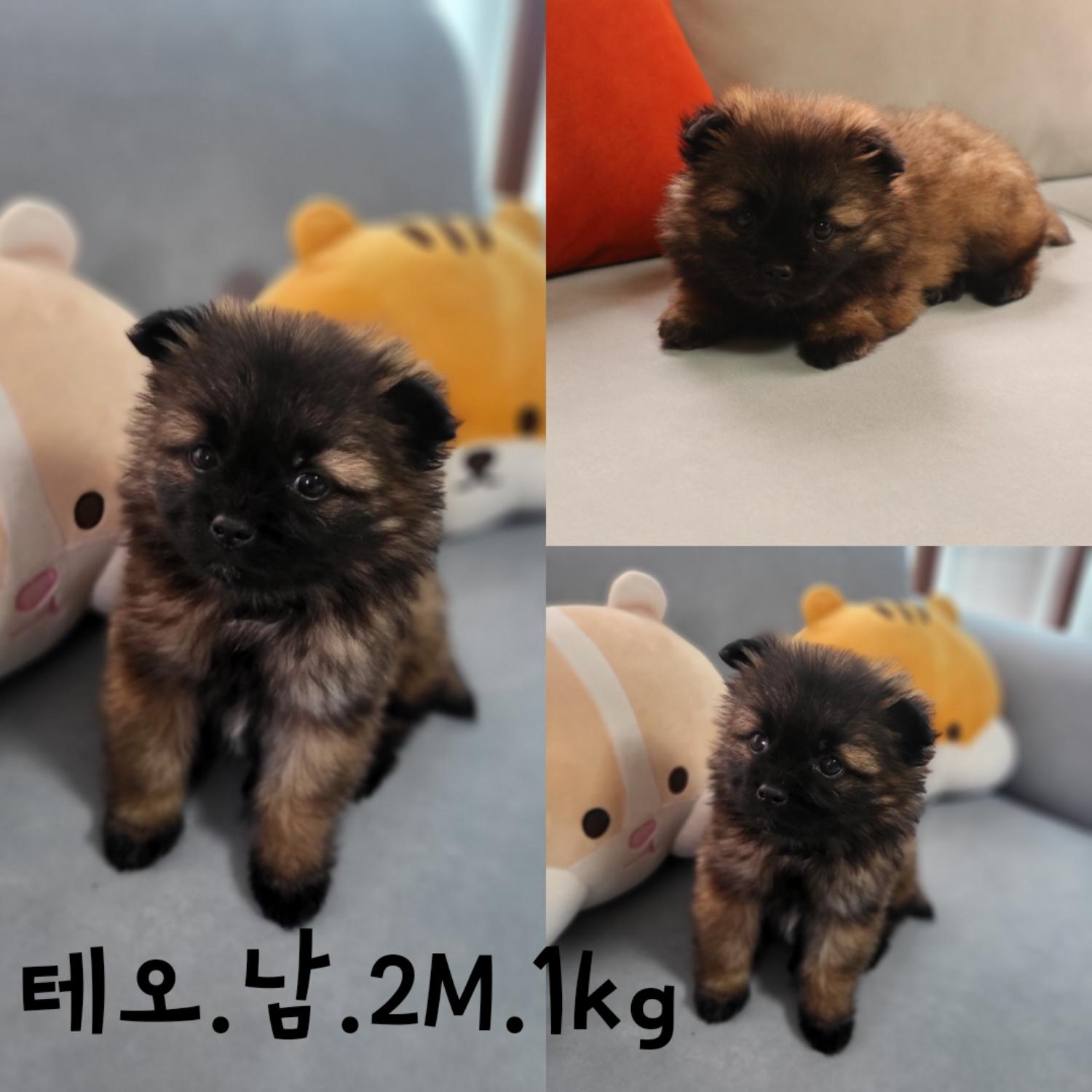 보호중 믹스견의 가…